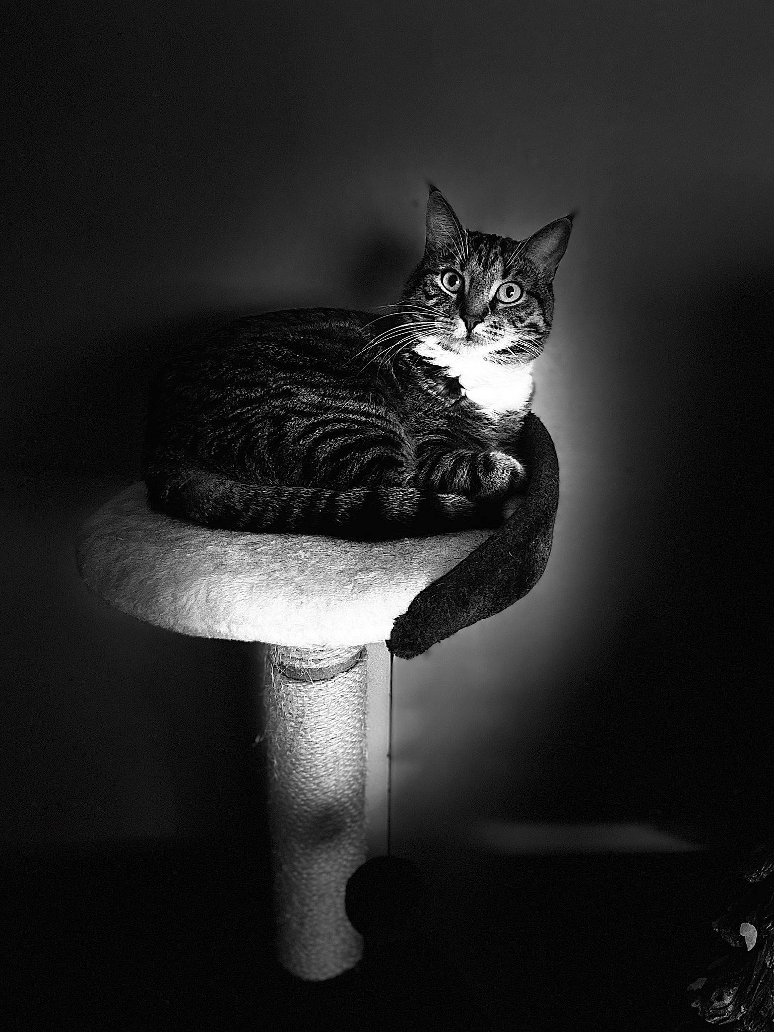 Gatsby joined the competition — help win amazing prizes! art, black_and_white, carnivore, cat, darkness, felidae, flash_photography, fur, grey, midnight, monochrome, monochrome_photography, plant, small_to_medium_sized_cats, still_life_photography, tail, tree, water, whiskers, window