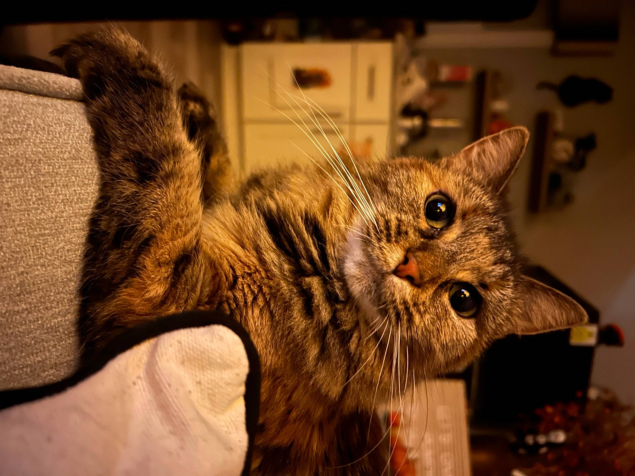 Thumbelina is registered to the contest to win money with this photo: art, carnivore, cat, claw, domestic_short_haired_cat, feather, felidae, fur, metal, paw, small_to_medium_sized_cats, snout, tail, terrestrial_animal, whiskers, wildlife, window, wood