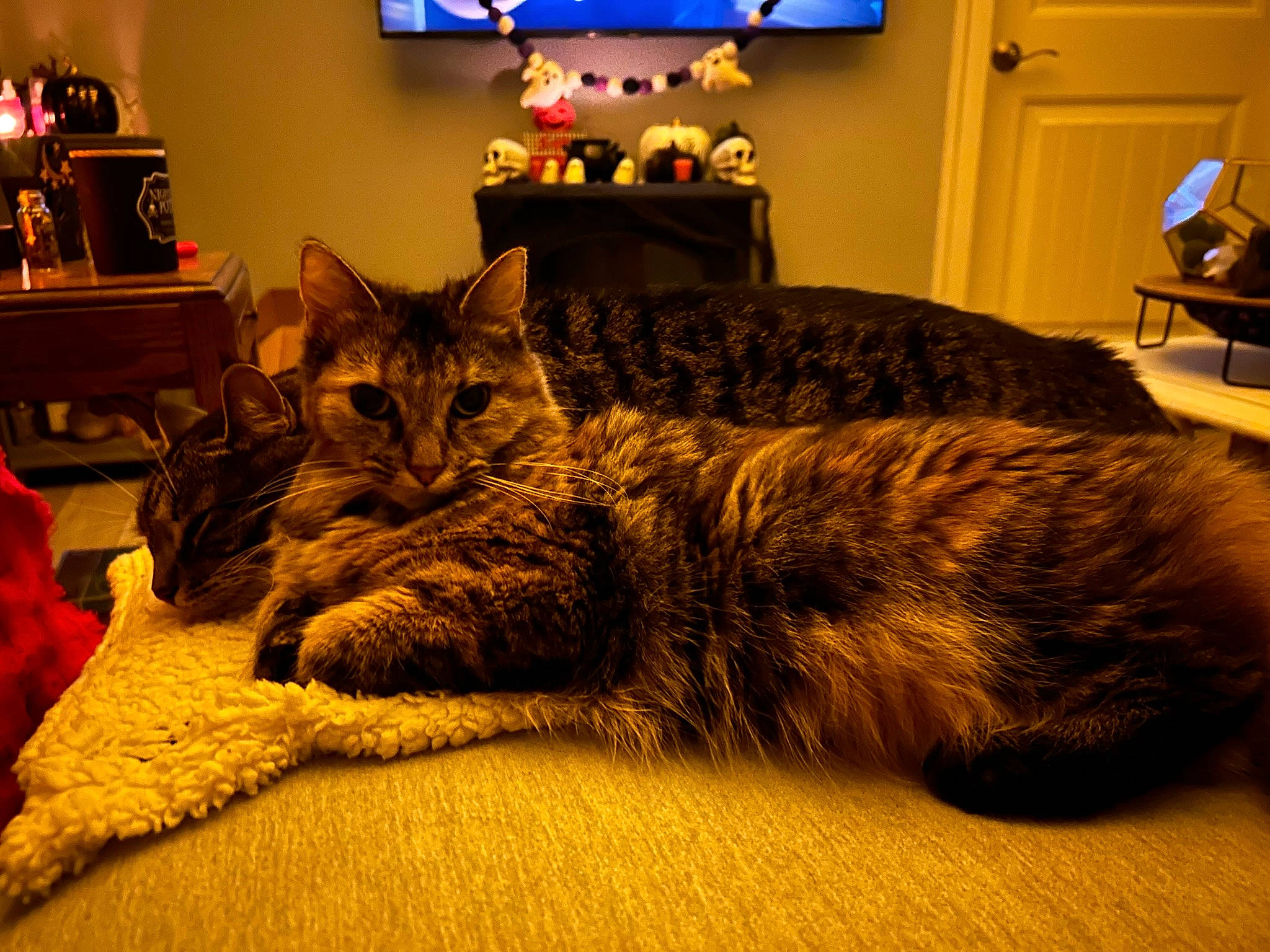 Thumbelina joined the competition — help win amazing prizes! bed, bedding, carnivore, cat, comfort, couch, domestic_short_haired_cat, felidae, flooring, fur, grey, linens, picture_frame, room, sitting, small_to_medium_sized_cats, tail, television, tree, whiskers