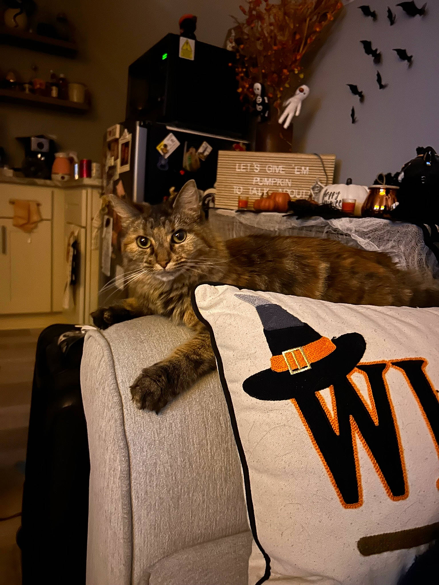 Thumbelina joined the competition — help win amazing prizes! bag, bed, bedding, bedroom, bookcase, brown, cabinetry, cat, comfort, felidae, grey, hardwood, linens, picture_frame, plant, shelf, small_to_medium_sized_cats, tree, whiskers, wood