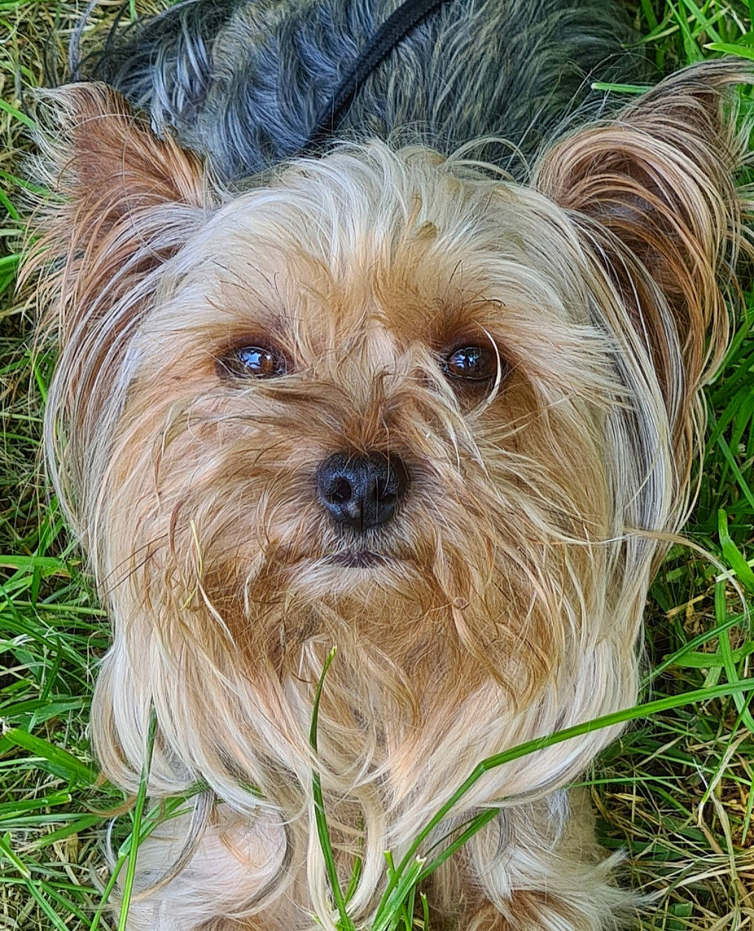 Oldi a rejoint le concours — aidez-le/la à gagner de superbes lots ! biewer_terrier, canidae, carnivore, companion_dog, dog, dog_breed, fawn, fur, grass, groundcover, liver, plant, small_terrier, snout, sporting_group, terrestrial_animal, toy_dog, working_animal, yorkipoo, yorkshire_terrier