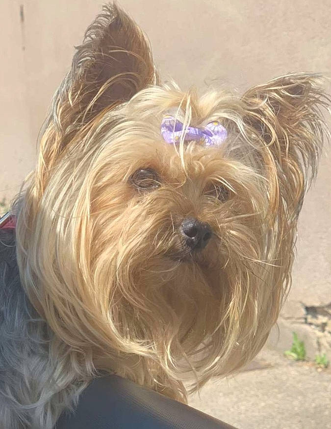 Oldi a rejoint le concours — aidez-le/la à gagner de superbes lots ! biewer_terrier, canidae, carnivore, companion_dog, dog, dog_breed, dog_supply, fawn, fur, ingredient, liver, small_terrier, snout, sporting_group, terrier, toy_dog, water_dog, working_animal, yorkipoo, yorkshire_terrier