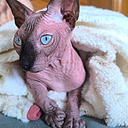 Marius participe au concours pour gagner de l'argent avec cette photo : animal, blanket, blue_eyes, cat, close_up, cozy, curious, cute, feline, furless, hairless_cat, indoor, paws, pet, portrait, resting, soft, sphynx_cat, texture, whiskers