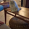 animal, bell, cat, coffee_table, collar, cozy, fluffy_cat, furniture, home, human, indoor, living_room, long_hair, ottoman, pet, portrait, sitting, tile_floor, white_cat, woven_texture