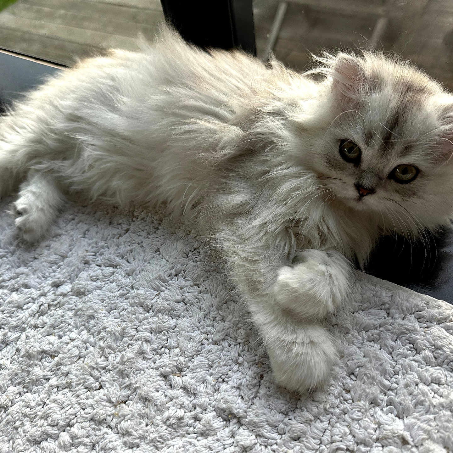 Bernie participe au concours pour gagner de l'argent avec cette photo : animal, cat, closeup, couch, cozy, ears, fluffy, fur, indoor, long_hair, lying_down, paws, pet, portrait, relaxed, rug, silver_white, whiskers, window, yellow_eyes