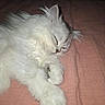 Bernie participe au concours pour gagner de l'argent avec cette photo : bed, cat, closed_eyes, cozy, cute, ears, fluffy, indoors, kitten, long_hair, nose, paw, pet, pink_blanket, portrait, relaxed, resting, sleeping, whiskers, white_fur