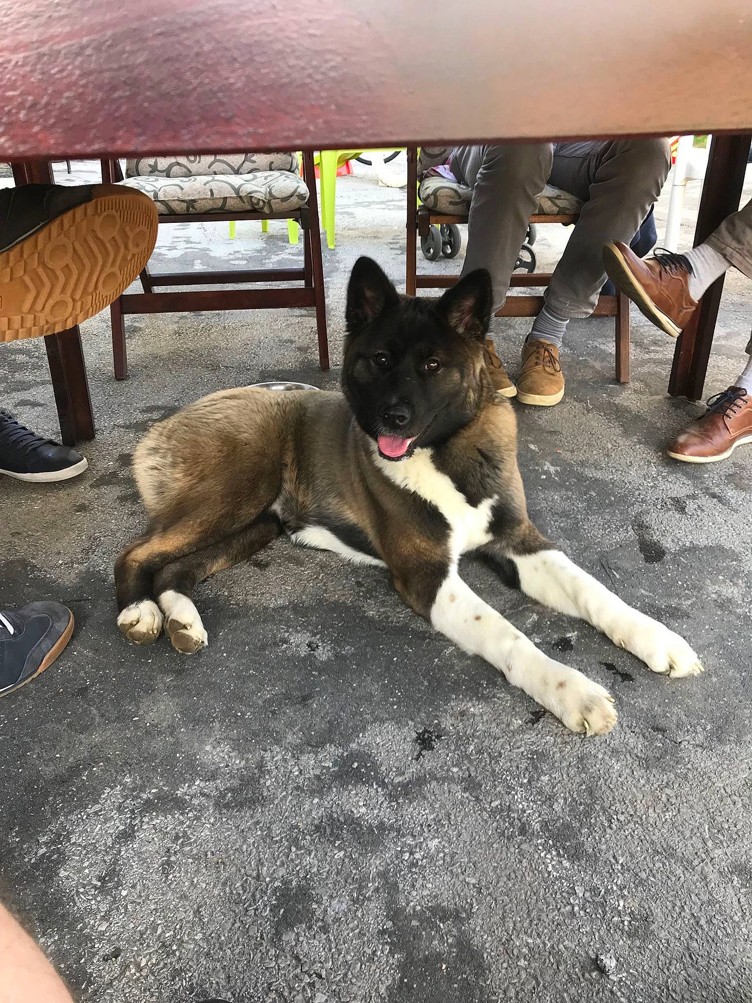 Akina a rejoint le concours — aidez-le/la à gagner de superbes lots ! bench, canidae, carnivore, collar, companion_dog, dog, dog_breed, foot, furniture, non_sporting_group, outdoor_furniture, outdoor_table, snout, sporting_group, stool, working_animal, working_dog