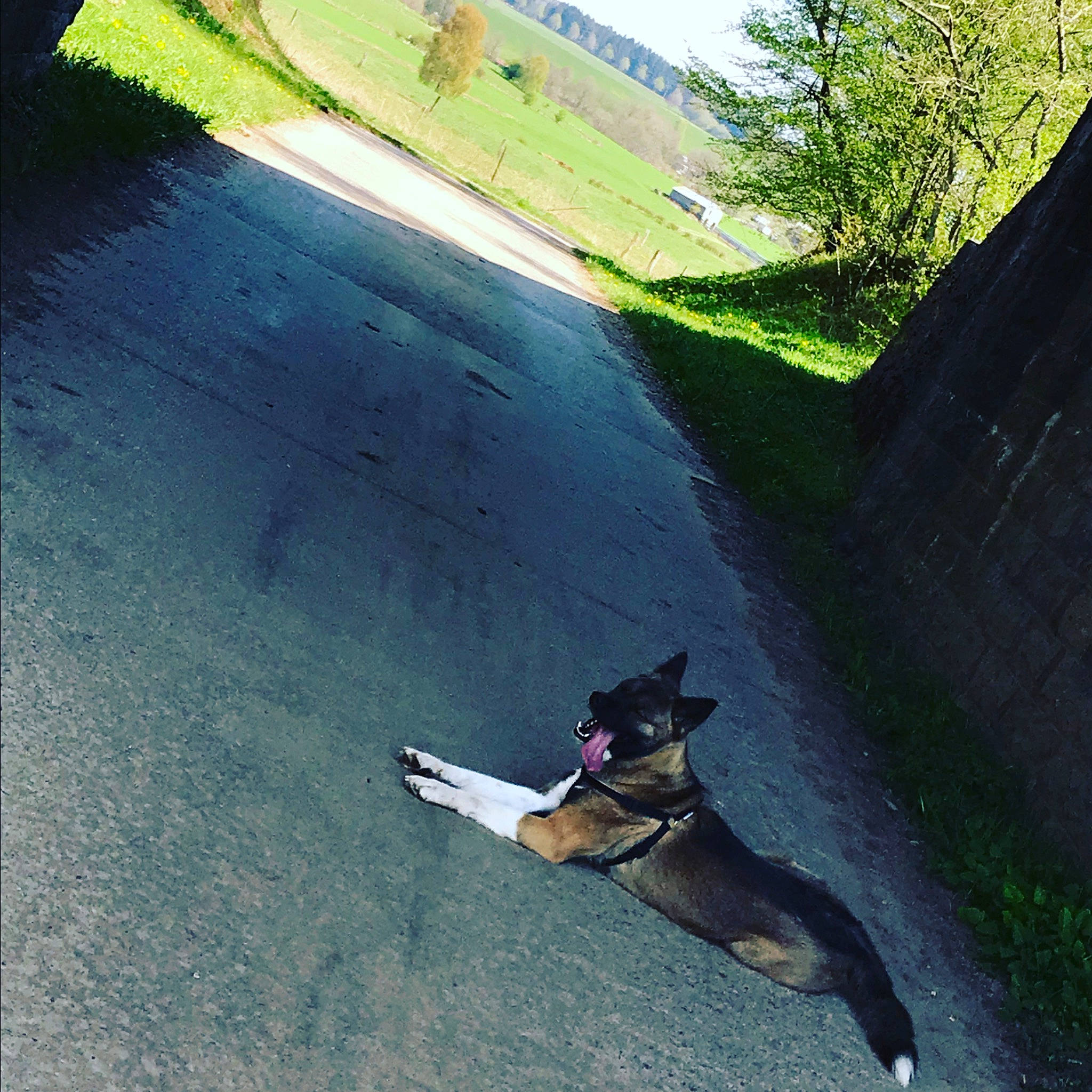 Akina a rejoint le concours — aidez-le/la à gagner de superbes lots ! asphalt, canidae, carnivore, collar, companion_dog, dog, dog_breed, dog_collar, grass, green, lawn, mammal, pet_supply, shadow, slope, snout, sporting_group, sunlight, tail, working_dog