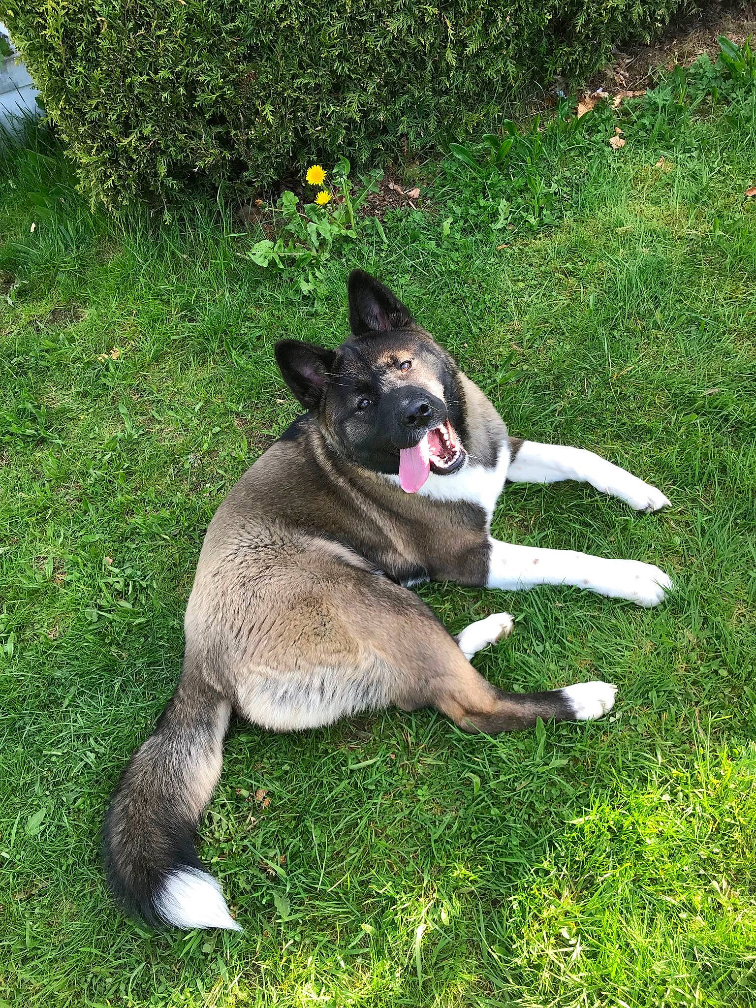 Akina a rejoint le concours — aidez-le/la à gagner de superbes lots ! canidae, carnivore, companion_dog, dog, dog_breed, grass, grass_family, groundcover, lawn, mammal, snout, sporting_group, tail, working_animal, working_dog, yard