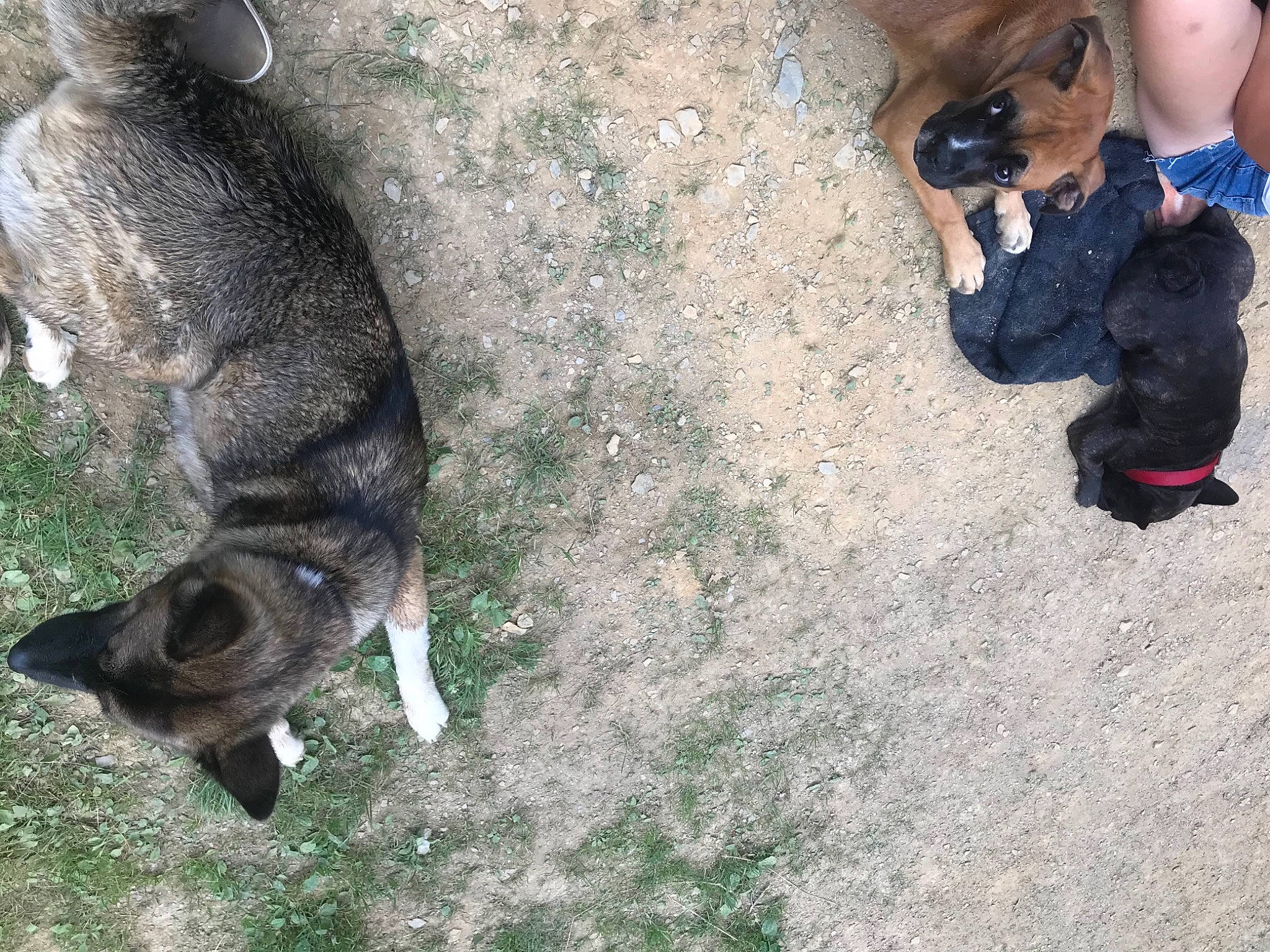 Akina a rejoint le concours — aidez-le/la à gagner de superbes lots ! ankle, canidae, carnivore, companion_dog, dog, dog_breed, flip_flops, foot, fur, paw, slipper, snout, sporting_group, tail, vertebrate, working_animal, working_dog