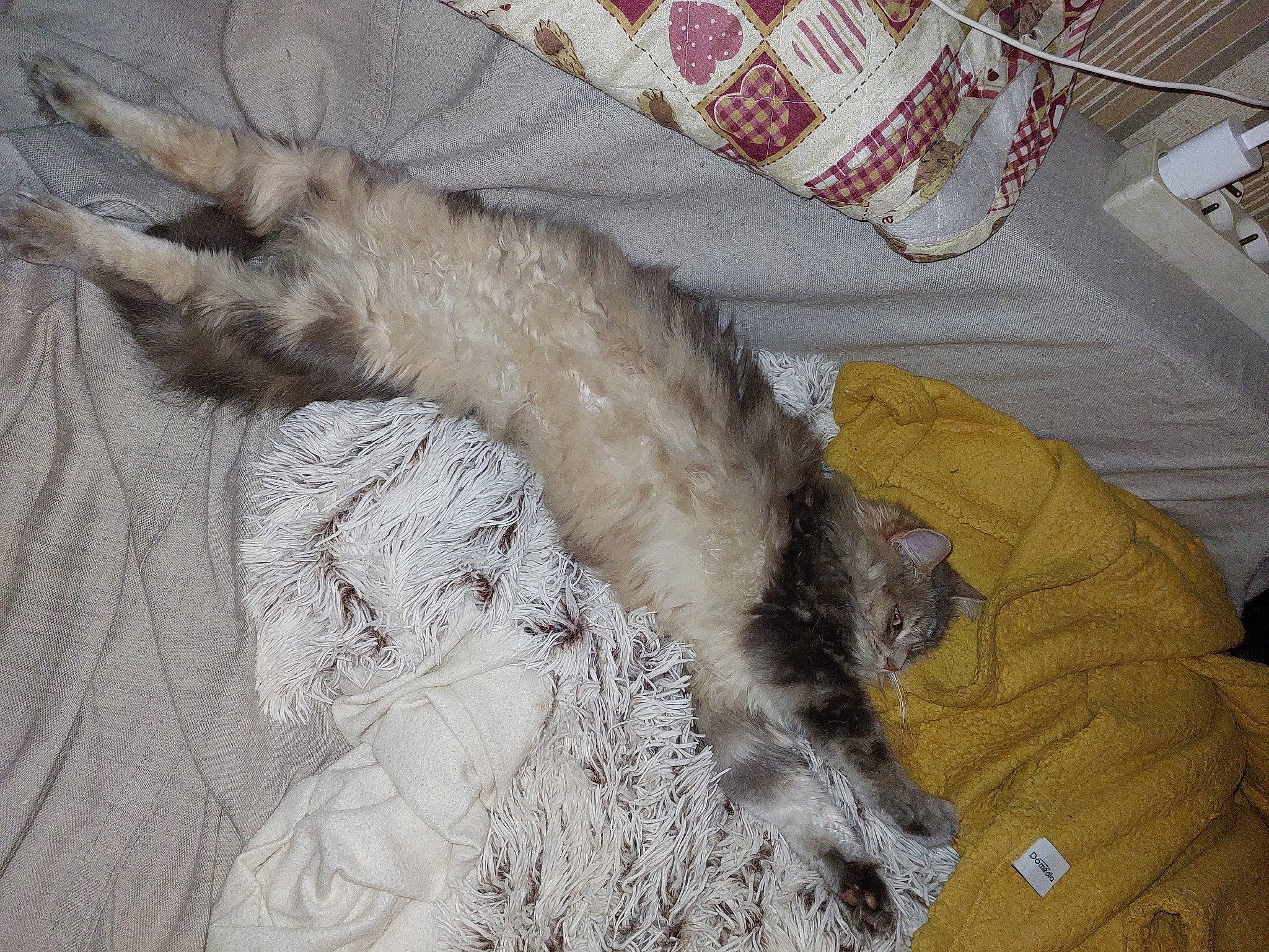 Lyxou participe au concours pour gagner de l'argent avec cette photo : carnivore, cat, claw, comfort, couch, dog_breed, felidae, fur, linens, pattern, paw, small_to_medium_sized_cats, tail, whiskers