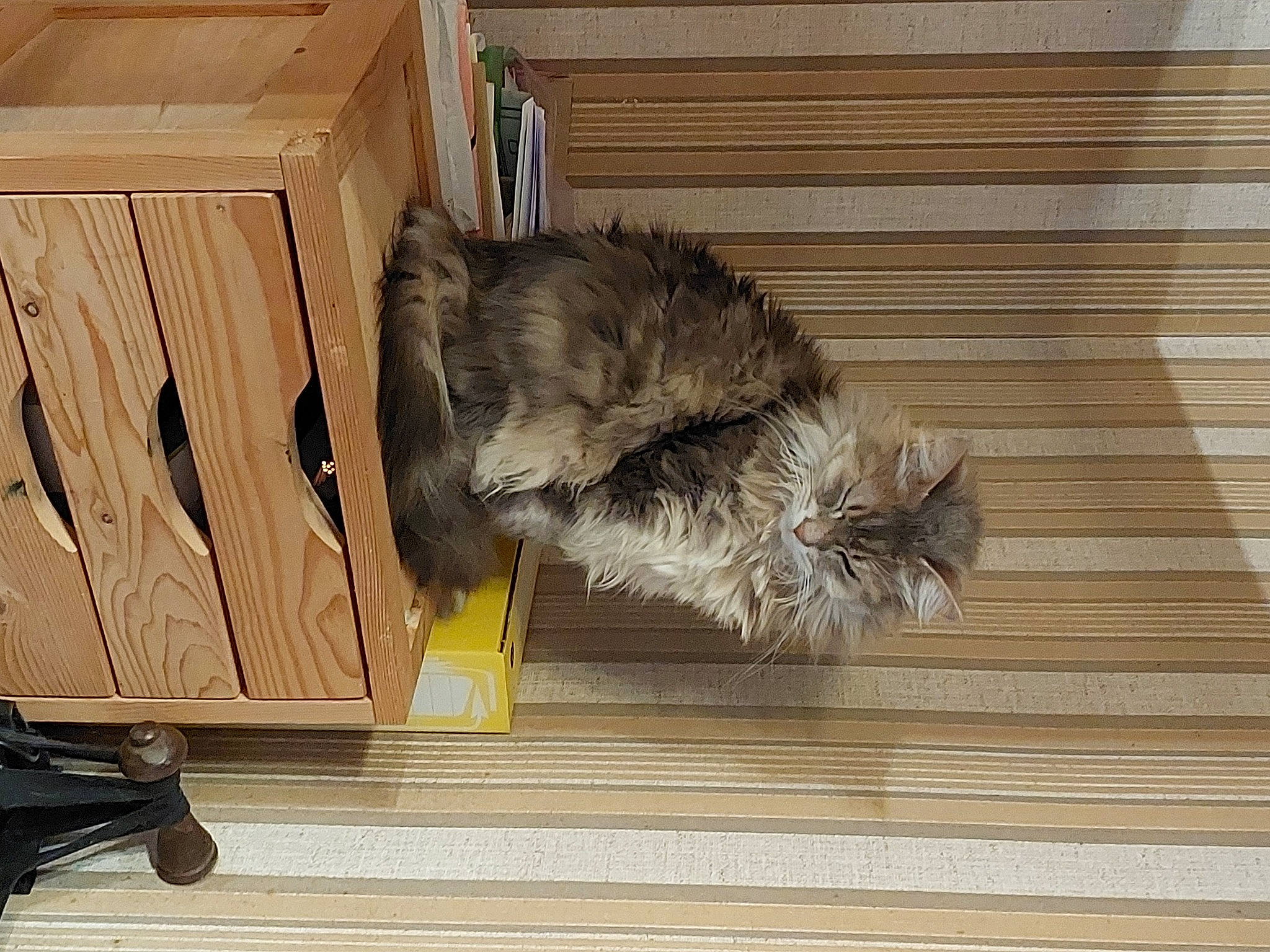 Lyxou participe au concours pour gagner de l'argent avec cette photo : cardboard, cat, comfort, felidae, flooring, fur, hardwood, laminate_flooring, plank, plant, plywood, room, small_to_medium_sized_cats, tail, wood, wood_flooring, wood_stain