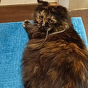 Sushi a rejoint le concours — aidez-le/la à gagner de superbes lots ! abyssinian, angora, animal, blanket, brasssection, cat, couch, furniture, hardwood, homedecor, horn, indoors, interiordesign, kitten, manx, mat, pet, plywood, rug, wood