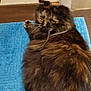 abyssinian, angora, animal, blanket, brasssection, cat, couch, furniture, hardwood, homedecor, horn, indoors, interiordesign, kitten, manx, mat, pet, plywood, rug, wood