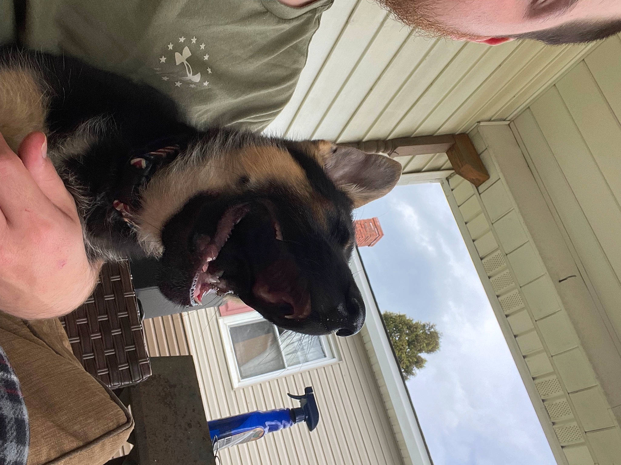 Anubis is registered to the contest to win money with this photo: carnivore, cloud, collar, companion_dog, dog, dog_breed, dog_collar, ear, fawn, felidae, german_shepherd_dog, gesture, liver, sky, small_to_medium_sized_cats, sporting_group, tree, whiskers, window, working_animal