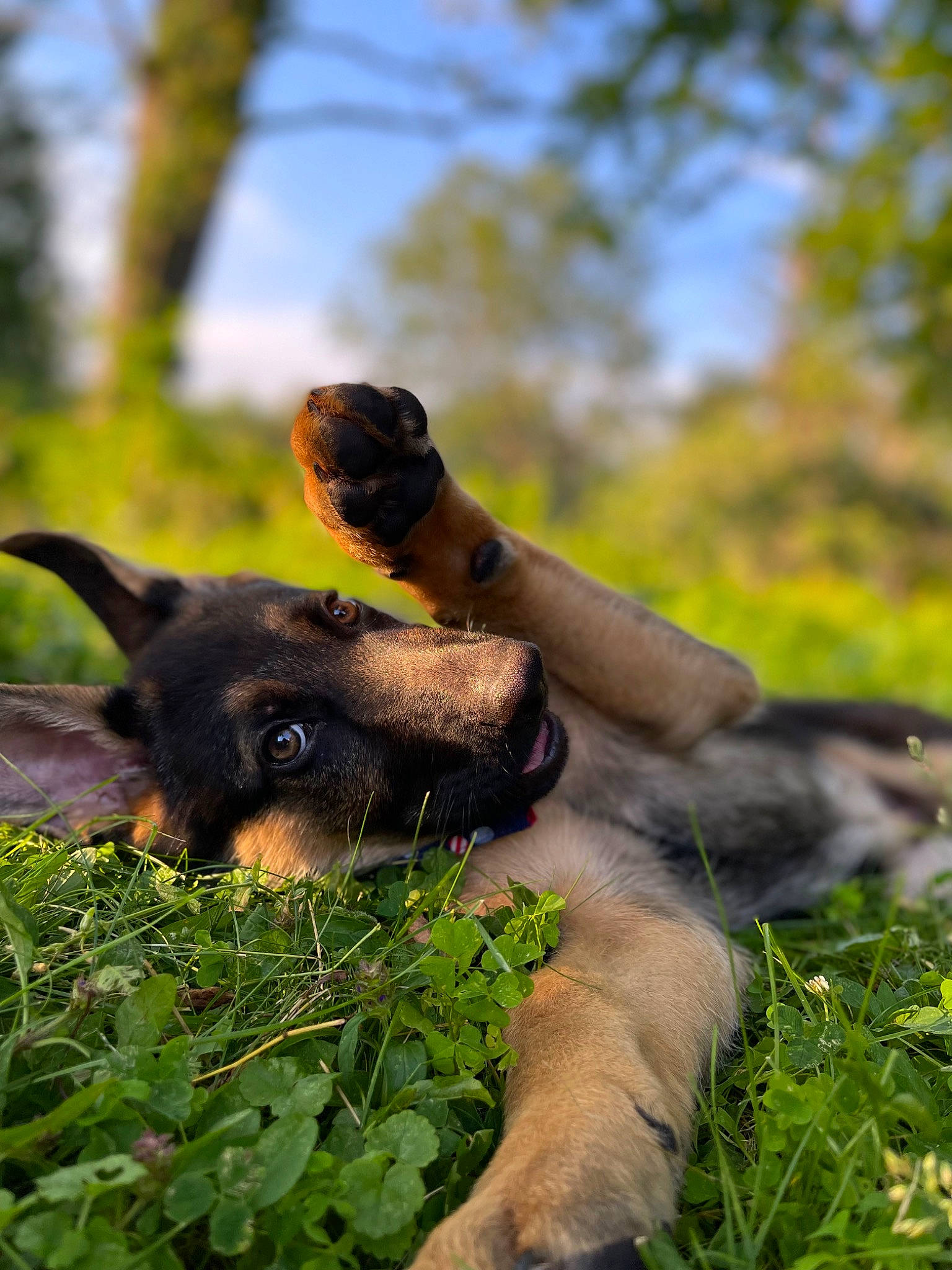 Anubis joined the competition — help win amazing prizes! canidae, carnivore, companion_dog, dog, dog_breed, fawn, forest, gesture, grass, guard_dog, happy, plant, sitting, sky, snout, sporting_group, terrestrial_animal, tree, wildlife, working_animal