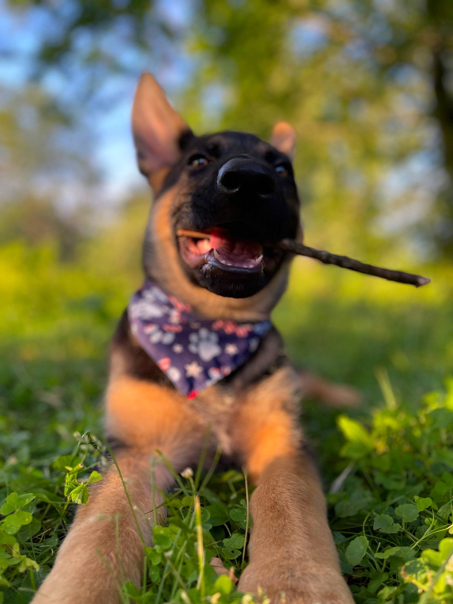 Anubis is registered to the contest to win money with this photo: canidae, carnivore, collar, companion_dog, dog, dog_breed, dog_collar, dog_supply, fawn, grass, happy, leash, paw, plant, snout, sporting_group, tail, terrestrial_animal, whiskers, working_animal