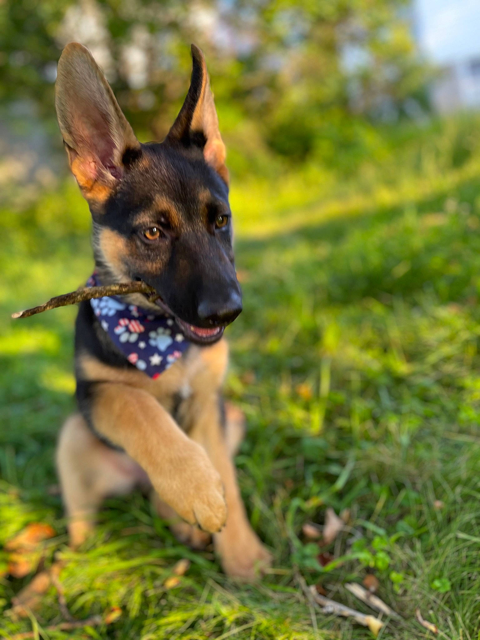 Anubis joined the competition — help win amazing prizes! biting, canidae, carnivore, companion_dog, dog, dog_breed, dog_supply, fawn, german_shepherd_dog, grass, grassland, guard_dog, hunting_dog, plant, snout, sporting_group, terrestrial_animal, tree, working_animal, working_dog