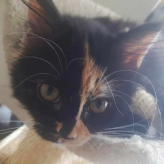 Pepper