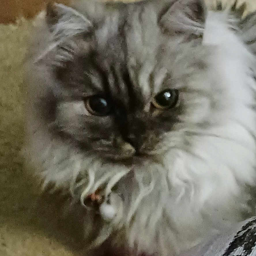 Stormie Night is registered to the contest to win money with this photo: angora, animal, brasssection, cat, horn, indoors, kitten, manx, musicalinstrument, pet, siamese, snout