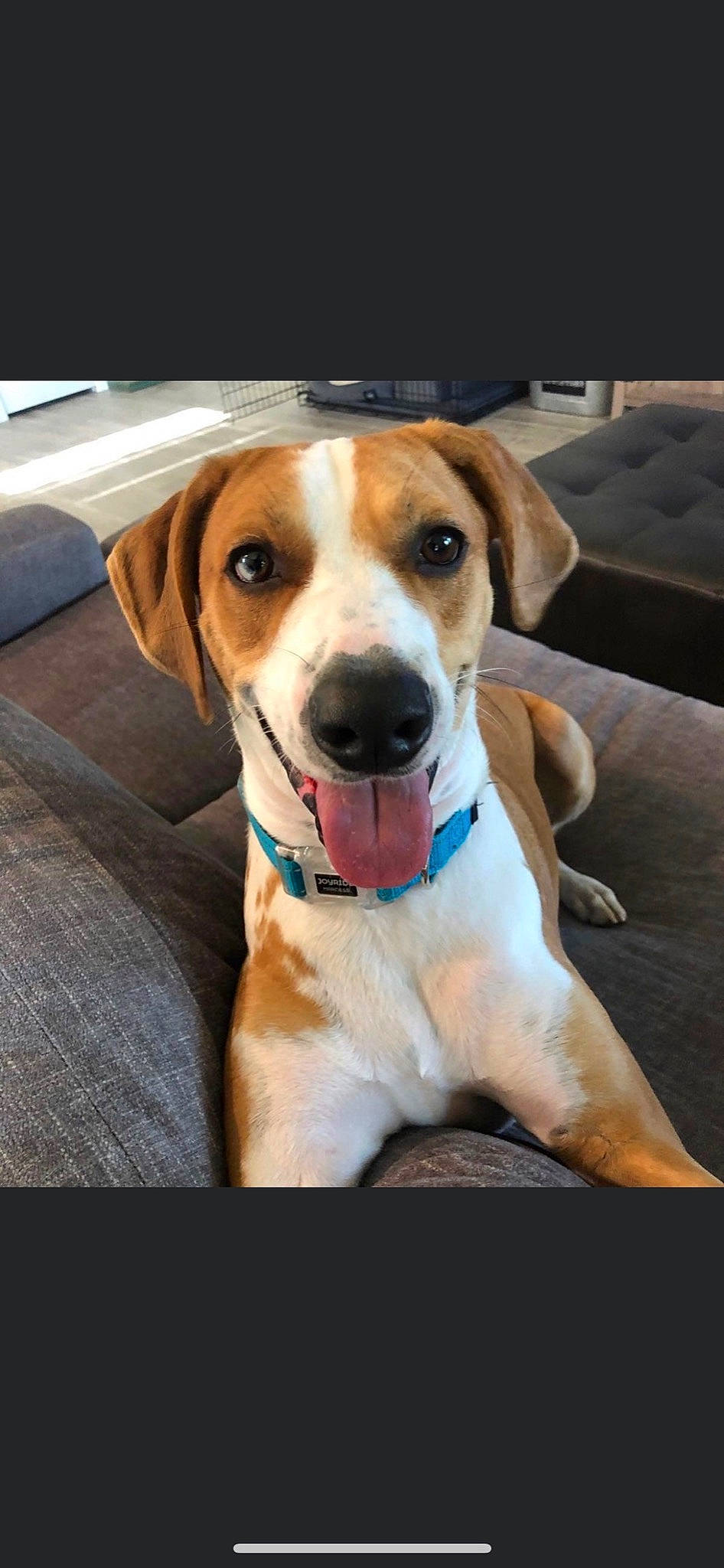 Finley is registered to the contest to win money with this photo: canidae, carnivore, collar, companion_dog, couch, dog, dog_breed, dog_collar, fawn, goggles, hunting_dog, pet_supply, scent_hound, snout, sporting_group, whiskers, working_animal