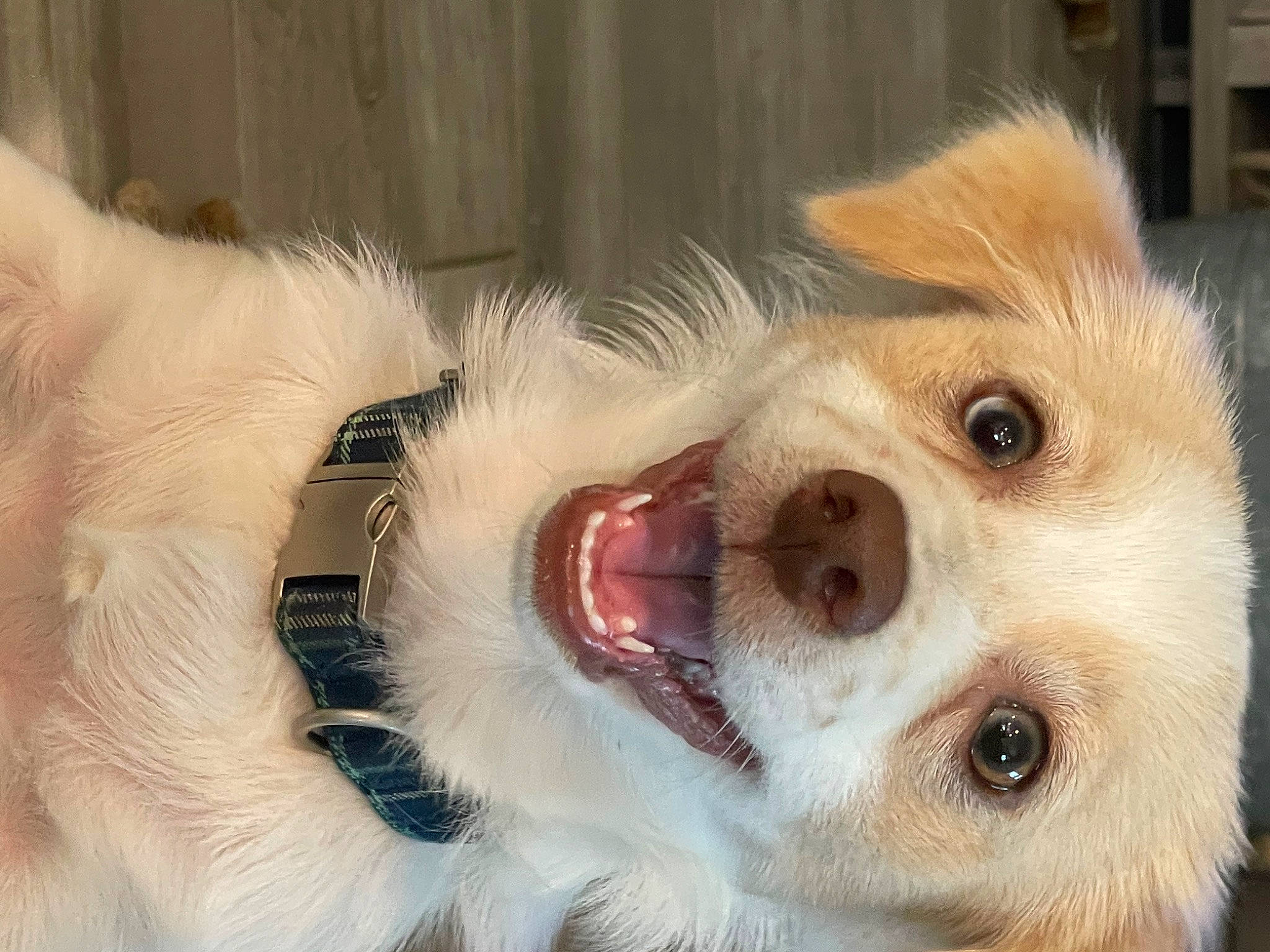 Pickles joined the competition — help win amazing prizes! canidae, carnivore, claw, companion_dog, dog, dog_breed, ear, eye, eyelash, fang, fawn, fur, paw, snout, sporting_group, terrestrial_animal, tongue, toy_dog, whiskers, working_animal