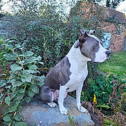 Smokey is registered to the contest to win money with this photo: alert, canine, daylight, dog, ears, fence, fur, garden, grass, greenery, leaf, muzzle, nature, outdoor, pet, plant, rock, shed, side_view, sitting