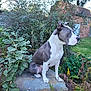 alert, canine, daylight, dog, ears, fence, fur, garden, grass, greenery, leaf, muzzle, nature, outdoor, pet, plant, rock, shed, side_view, sitting