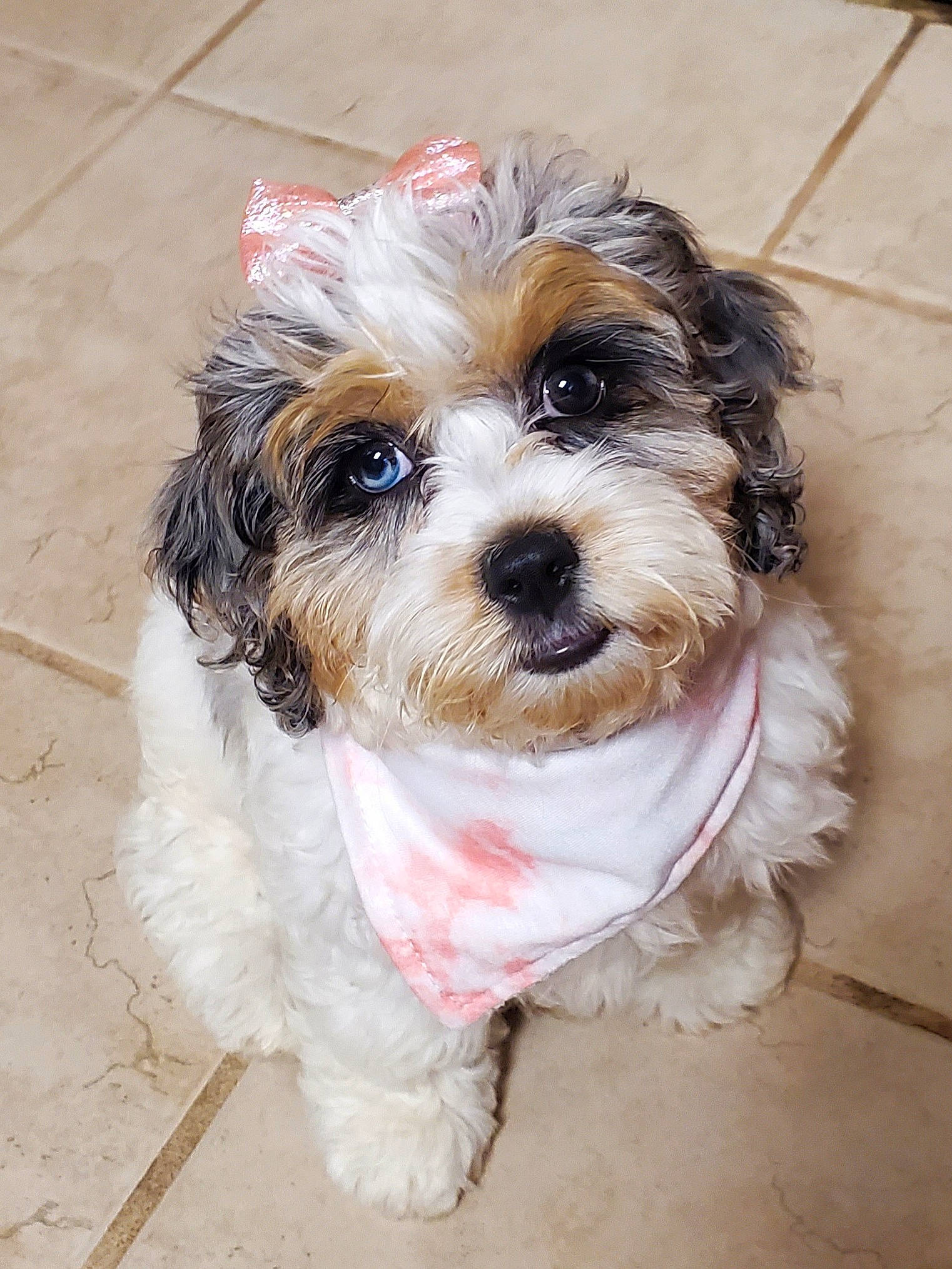 Addie is registered to the contest to win money with this photo: biewer_terrier, canidae, carnivore, cavachon, cavapoo, chinese_imperial_dog, cockapoo, companion_dog, dog, dog_breed, havanese, kyi_leo, maltepoo, mammal, morkie, petit_basset_griffon_vendeen, puppy, schnoodle, shih_tzu, vertebrate