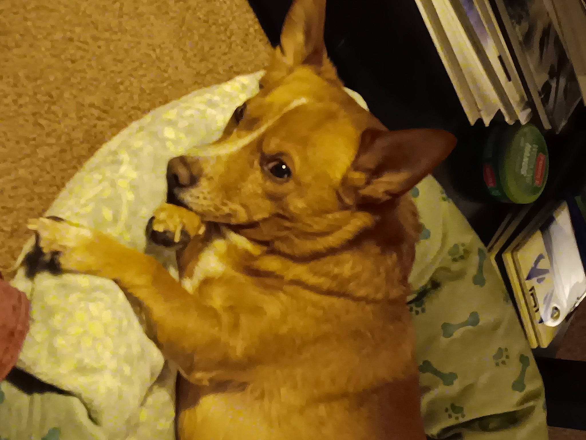 Budwin is registered to the contest to win money with this photo: ancient_dog_breeds, canidae, carnivore, comfort, companion_dog, dog, dog_breed, ear, fawn, fur, guard_dog, non_sporting_group, snout, spitz, sporting_group, toy_dog, whiskers, wood, working_animal