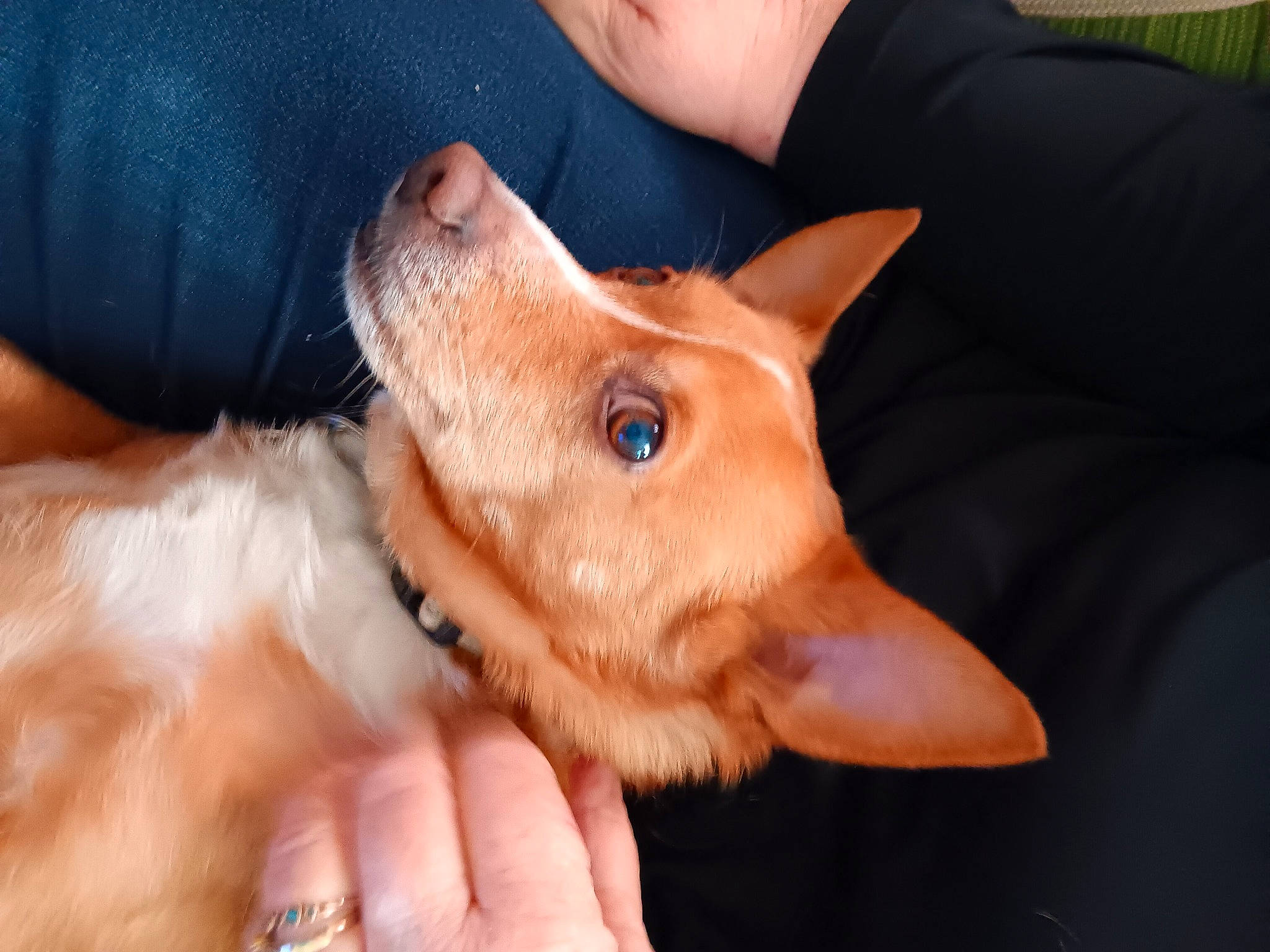 Budwin joined the competition — help win amazing prizes! carnivore, companion_dog, dog, dog_breed, ear, eyelash, fawn, finger, fur, gesture, hand, jaw, nail, nose, snout, sporting_group, thumb, whiskers, working_animal, wrinkle