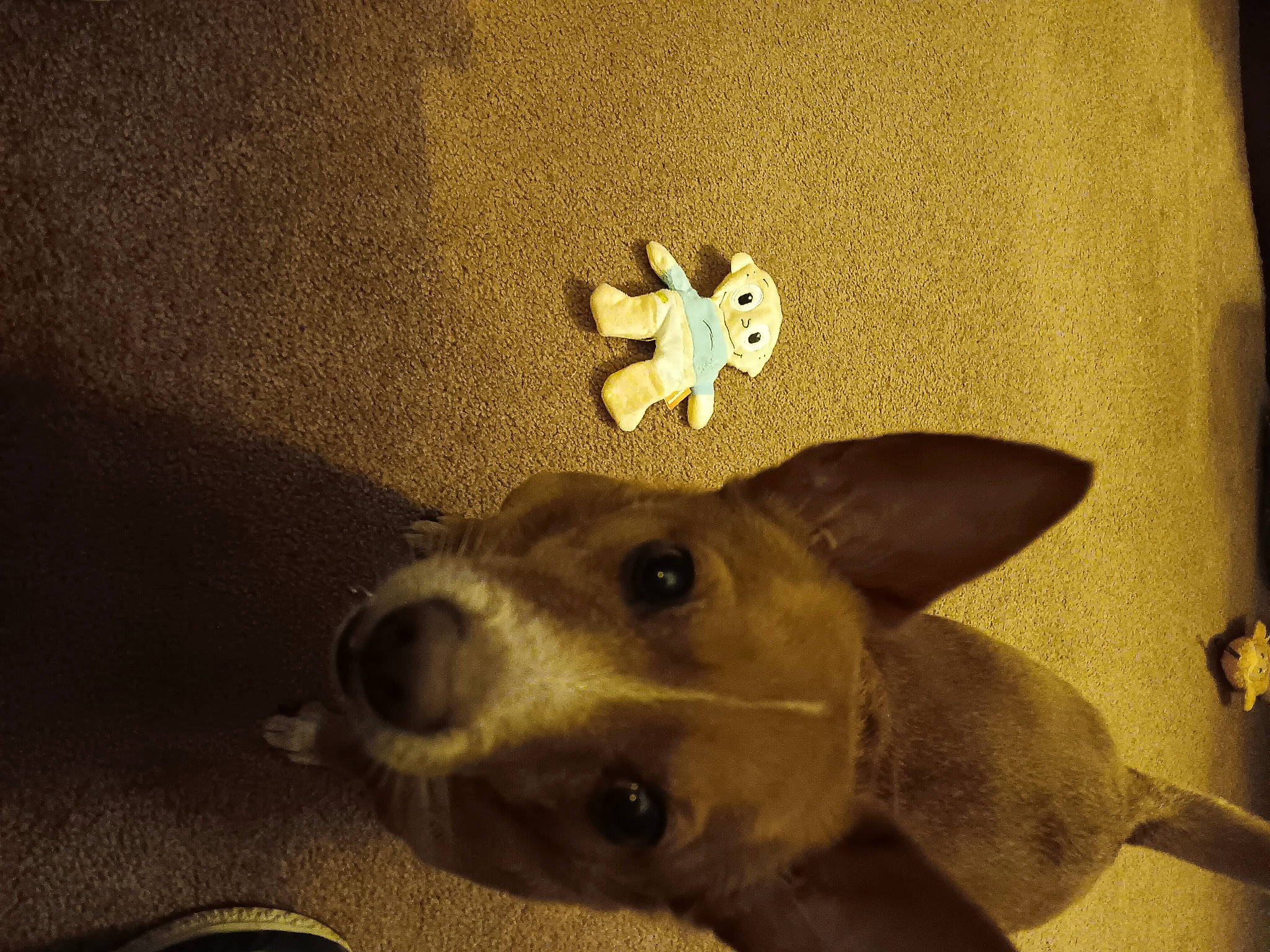 Budwin joined the competition — help win amazing prizes! canidae, carnivore, collar, companion_dog, dog, dog_breed, ear, fashion_accessory, fawn, fur, metal, paw, snout, sporting_group, still_life_photography, tail, tints_and_shades, whiskers, wood, working_animal