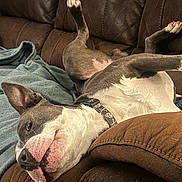 Grey joined the competition — help win amazing prizes! animal, blue_blanket, brown_leather_couch, canine, collar, comfortable, cute, dog, domestic, ears, fur, home, indoor, nose, paws, pet, playful, relaxed, resting, upside_down