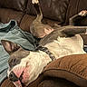 animal, blue_blanket, brown_leather_couch, canine, collar, comfortable, cute, dog, domestic, ears, fur, home, indoor, nose, paws, pet, playful, relaxed, resting, upside_down