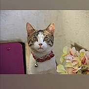 Vanille participe au concours pour gagner de l'argent avec cette photo : cat, kitten, pet, animal, portrait, sitting, collar, bell, flowers, bouquet, tablet, pink, indoors, home, wall, furniture, looking_at_camera, whiskers, ears, cute