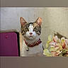 cat, kitten, pet, animal, portrait, sitting, collar, bell, flowers, bouquet, tablet, pink, indoors, home, wall, furniture, looking_at_camera, whiskers, ears, cute