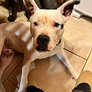 Rascal joined the competition — help win amazing prizes! animal, black_spots, chair, closeup, companion, container, cute, dog, domestic, indoor, kitchen, looking, pants, paw, person_foot, pet, resting, socks, tile_floor, white_dog