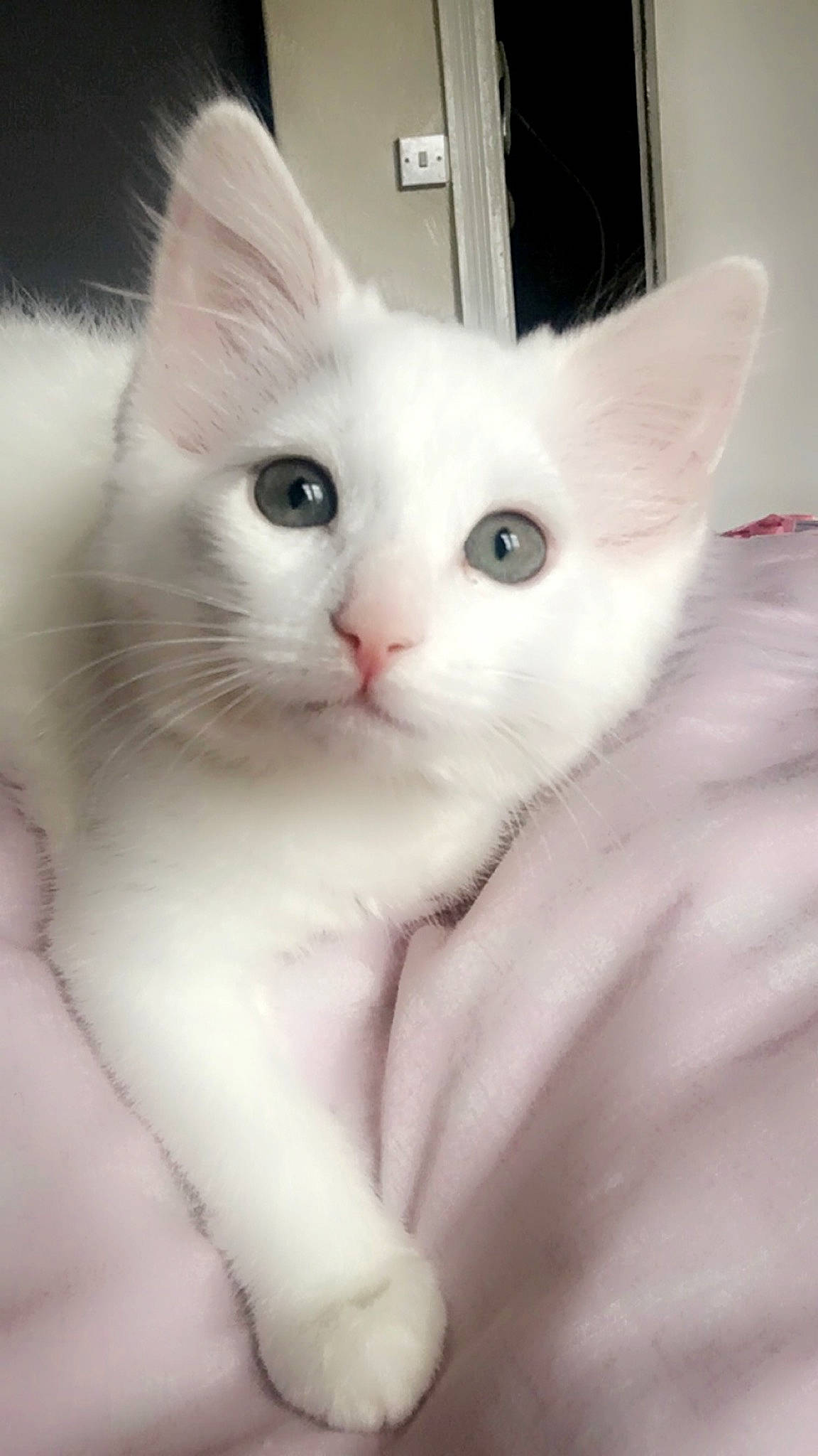 Myla joined the competition — help win amazing prizes! carnivore, cat, claw, comfort, domestic_short_haired_cat, ear, eye, felidae, fur, head, jaw, paw, small_to_medium_sized_cats, snout, tail, whiskers