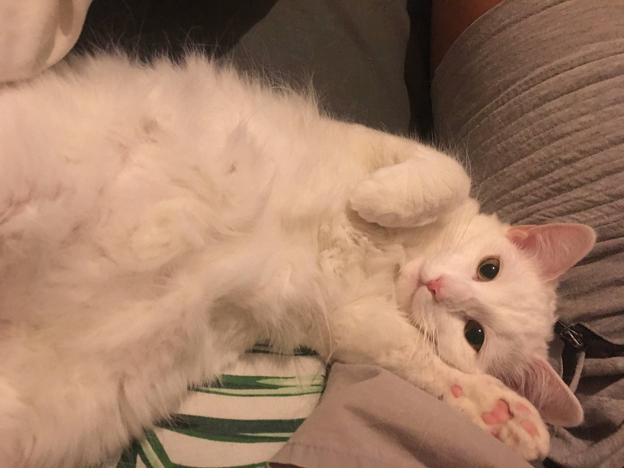 Myla is registered to the contest to win money with this photo: carnivore, cat, claw, comfort, domestic_short_haired_cat, ear, eye, fawn, felidae, foot, fur, head, paw, small_to_medium_sized_cats, snout, tail, whiskers