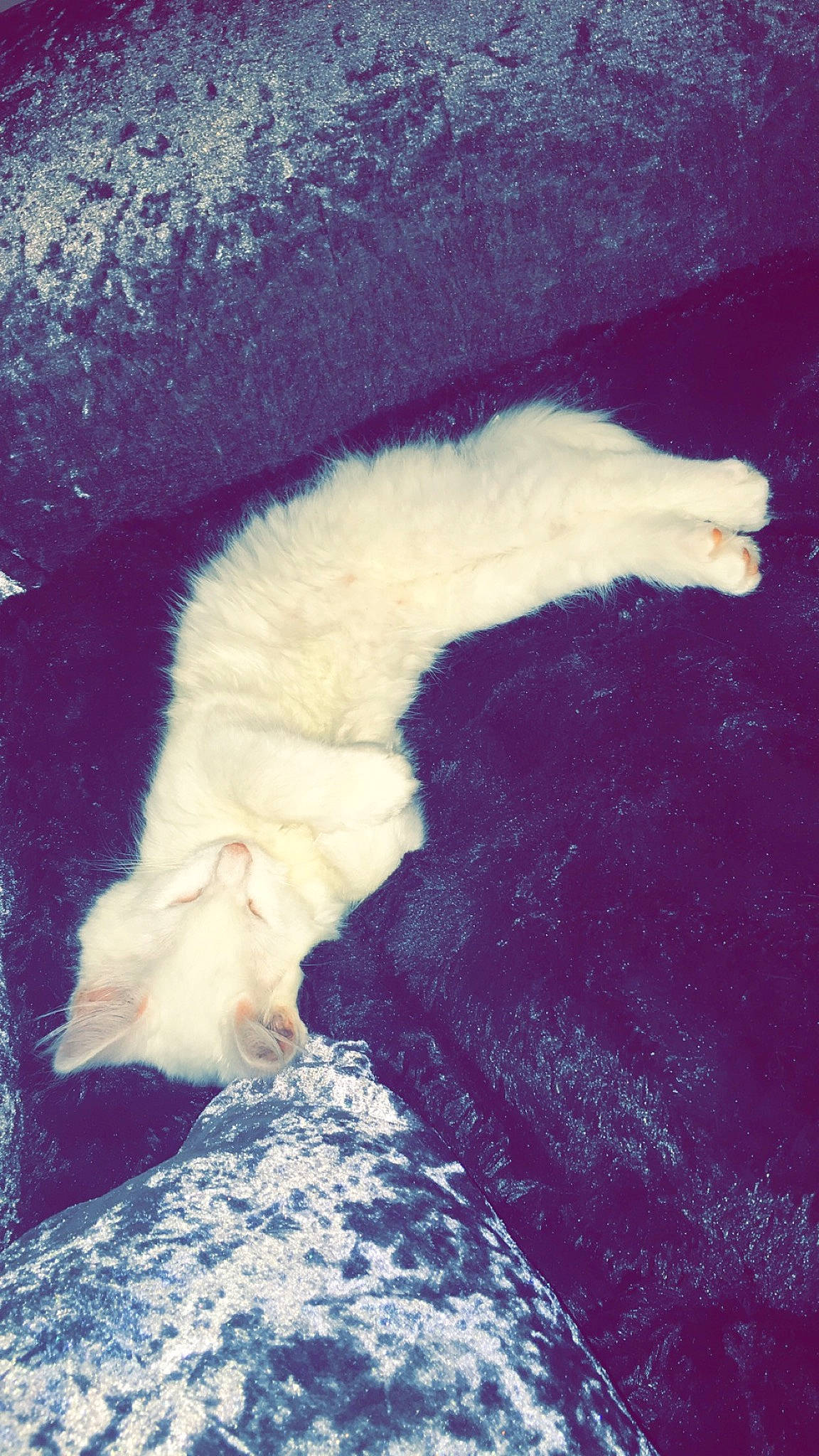 Myla joined the competition — help win amazing prizes! canidae, carnivore, cat, claw, comfort, darkness, domestic_short_haired_cat, electric_blue, felidae, fur, nap, paw, small_to_medium_sized_cats, snout, tail, terrestrial_animal, textile, tints_and_shades, whiskers