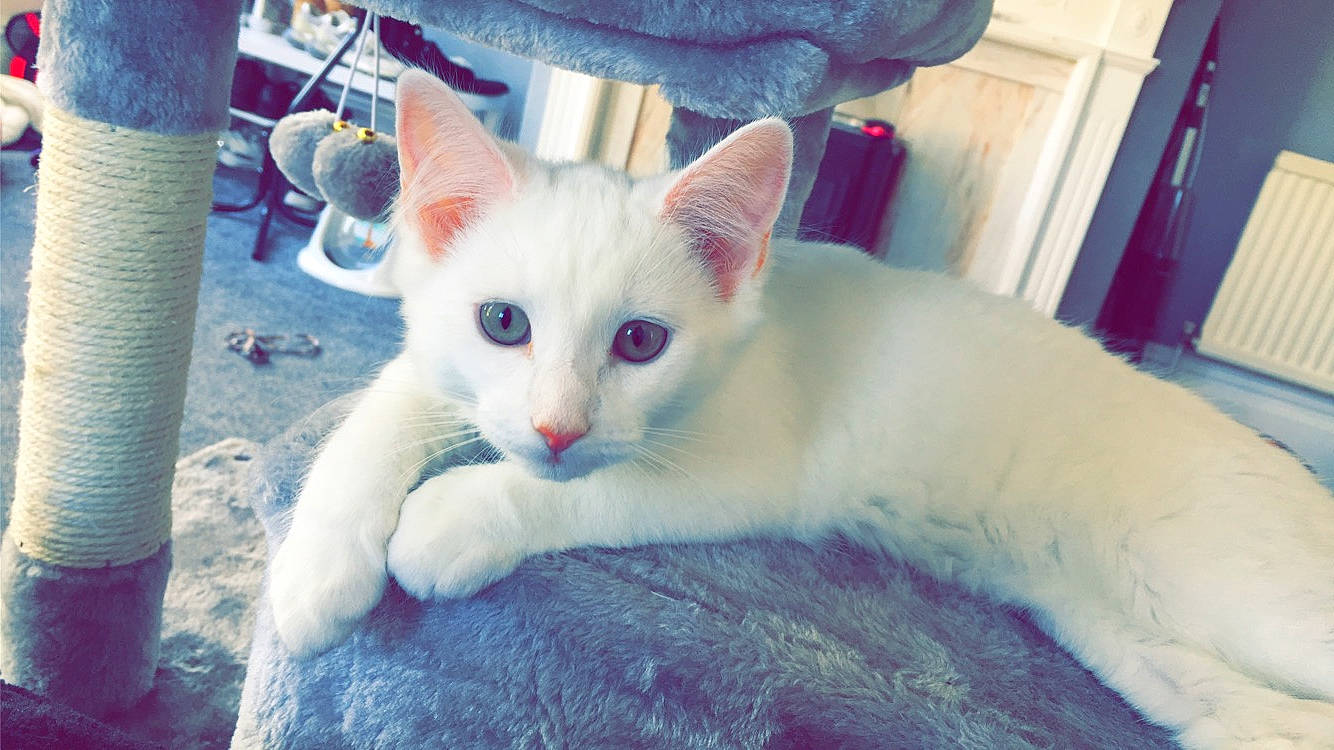 Myla joined the competition — help win amazing prizes! blue, carnivore, cat, claw, domestic_short_haired_cat, eye, fang, fawn, felidae, fur, paw, small_to_medium_sized_cats, tail, terrestrial_animal, whiskers