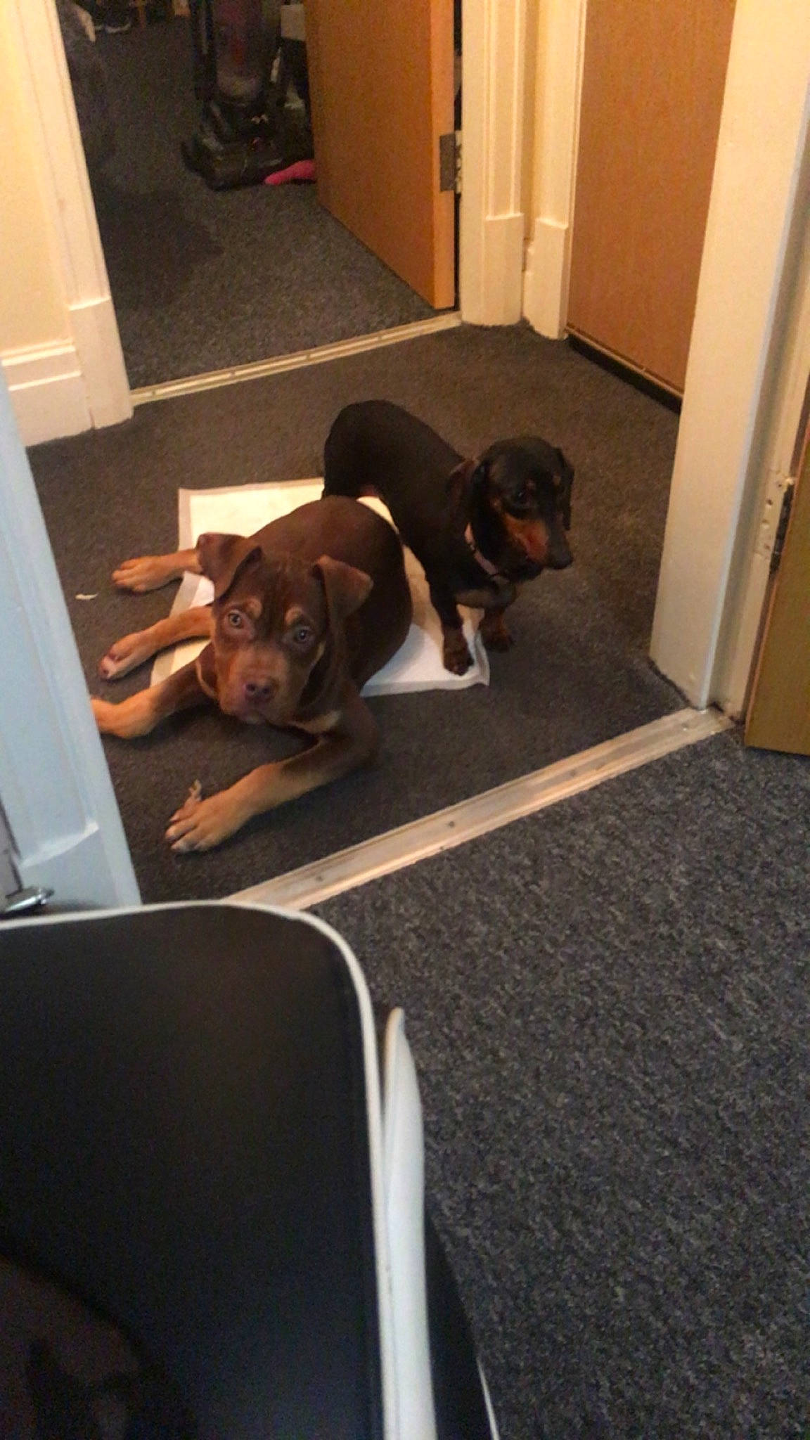 Corey And Lady joined the competition — help win amazing prizes! canidae, carnivore, carpet, comfort, companion_dog, dog, dog_breed, door, door_mat, floor, flooring, hardwood, laminate_flooring, mat, room, sitting, sporting_group, wood, wood_flooring, working_animal