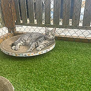 Arry a rejoint le concours — aidez-le/la à gagner de superbes lots ! animal, artificial_grass, cat, chain_link_fence, cute, daylight, domestic_cat, ears, fence, fur, gray_tabby, green, lounging, outdoor, pet, relaxed, resting, scratch_pad, whiskers, wooden_slats
