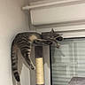 cat, scratching_post, cat_tree, indoor, window, blinds, gray_cat, relaxed, dangle, climbing, feline, paws, fur, pet, animal, home, playful, resting, funny_pose, cozy