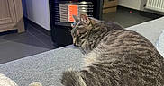 Arry a rejoint le concours — aidez-le/la à gagner de superbes lots ! blanket, cabinet, cat, comfort, cozy, fur, furniture, gray_tabby, heater, home, indoor, pet, quiet, radiator, relaxation, resting, sleeping, sofa, tail, warmth