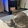 Arry a rejoint le concours — aidez-le/la à gagner de superbes lots ! cat, gray_tabby, sleeping, sofa, heater, indoor, furniture, cabinet, radiator, cozy, resting, warmth, pet, fur, tail, home, relaxation, blanket, comfort, quiet