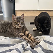 Arry a rejoint le concours — aidez-le/la à gagner de superbes lots ! cat, tabby_cat, black_cat, stretching, curious, floor, striped_blanket, indoor, pet, animal, feline, whiskers, paws, ears, tail, domestic_cat, relaxed, playful, home, companion