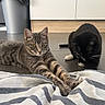 cat, tabby_cat, black_cat, stretching, curious, floor, striped_blanket, indoor, pet, animal, feline, whiskers, paws, ears, tail, domestic_cat, relaxed, playful, home, companion