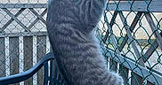 Arry participe au concours pour gagner de l'argent avec cette photo : cat, gray_tabby, climbing, chain_link_fence, balcony, plastic_chair, outdoor, fence, animal, pet, daylight, roof, sky, wooden_railing, curious, vertical, paw, claws, house, quiet