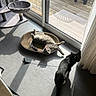 Arry participe au concours pour gagner de l'argent avec cette photo : cat, black_cat, tabby_cat, sunlight, indoor, tile_floor, scratcher, cat_tree, feather_toy, glass_door, curtains, shadow, pet, animal, relaxing, stretching, home, feline, daylight, window